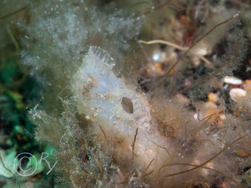 Ascidiella aspersa -- fluted sea squirt