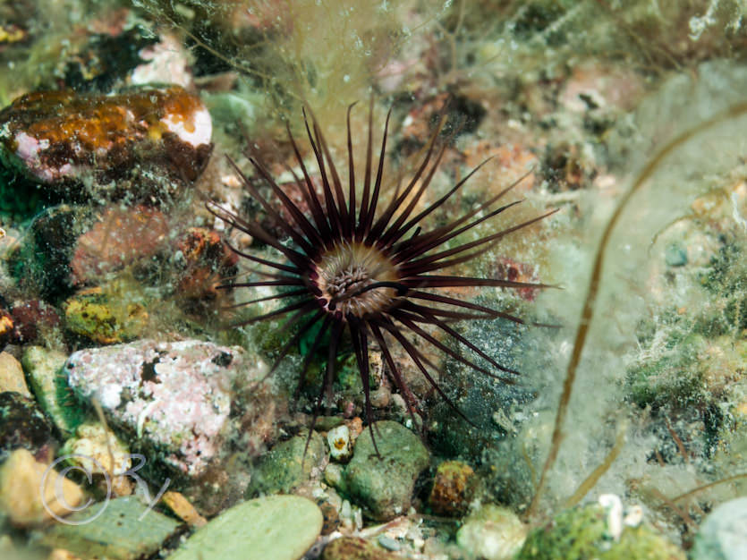 Cerianthus lloydii -- burrowing anemone
