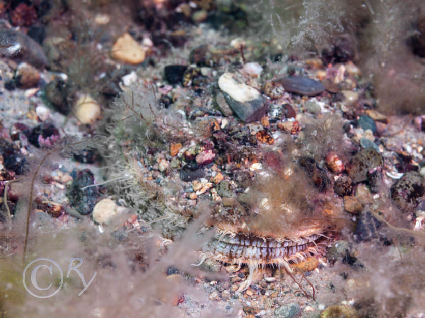 Pecten maximus - King scallop