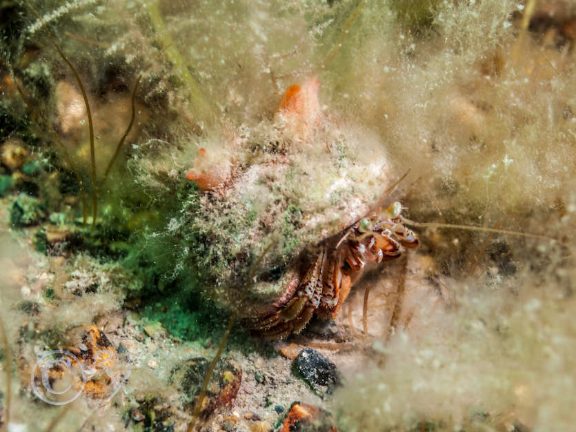Dendrodoa grossularia -- baked bean sea squirt, Pagurus bernhardus -- common hermit crab