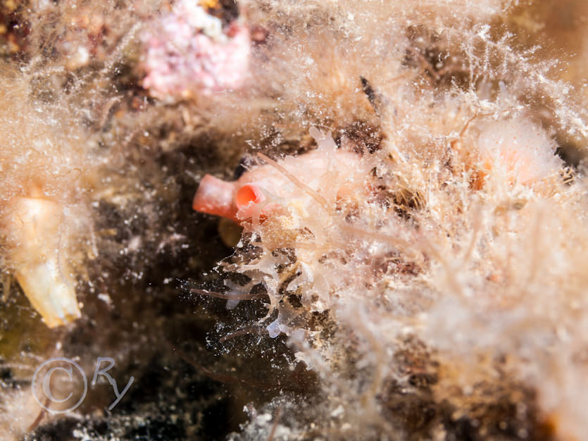 Dendrodoa grossularia -- baked bean sea squirt