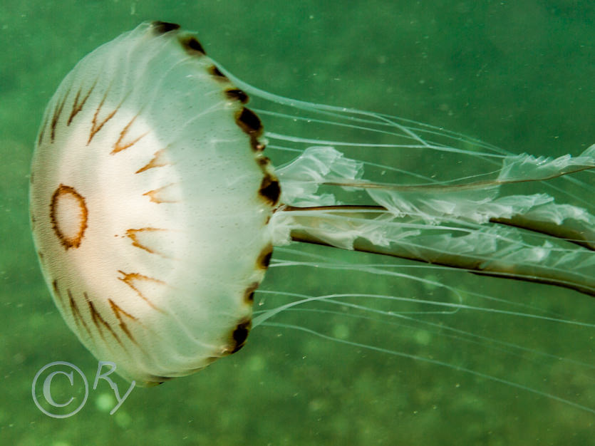 Chrysaora hysoscella -- compass jellyfish