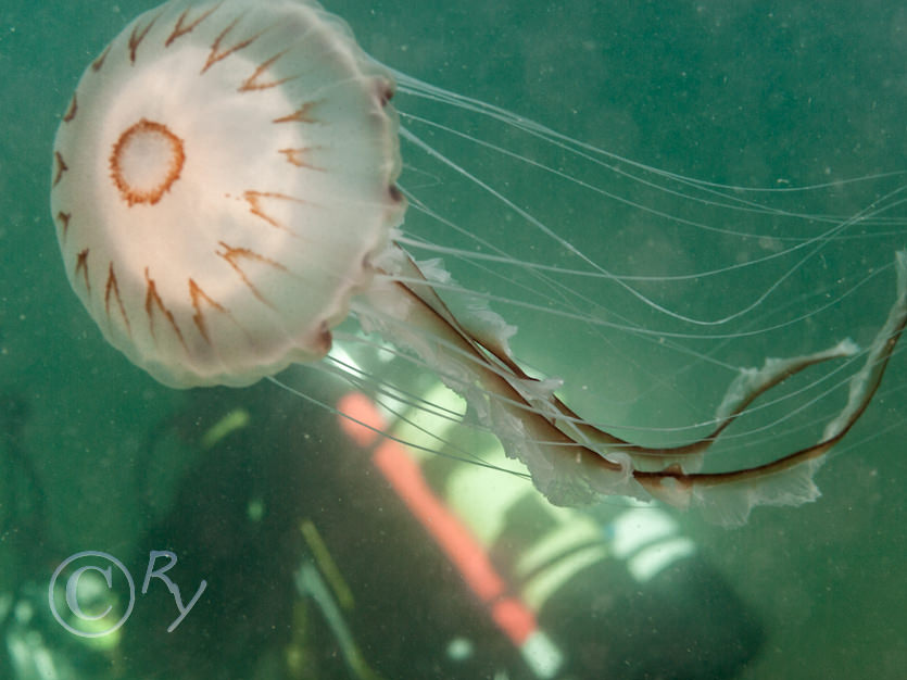 Chrysaora hysoscella -- compass jellyfish