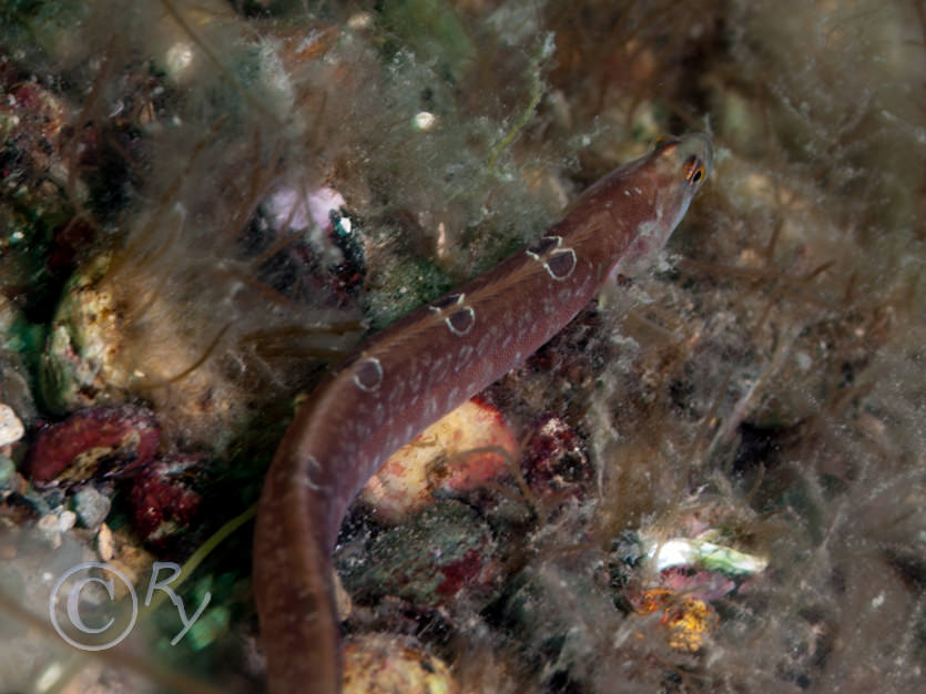 Pholis gunnelius -- butterfish