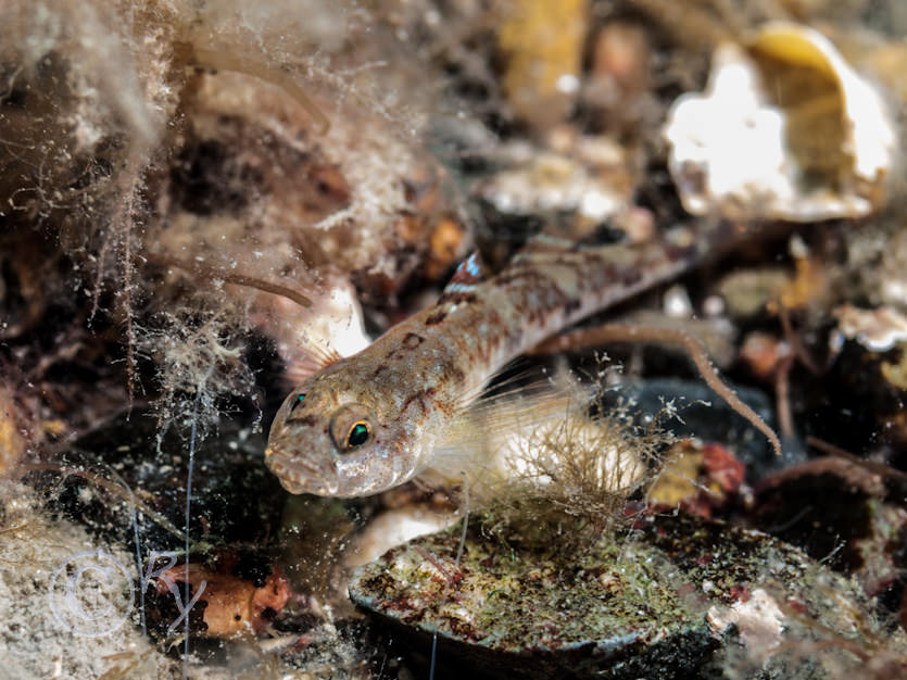 Pomatoschistus pictus -- painted goby