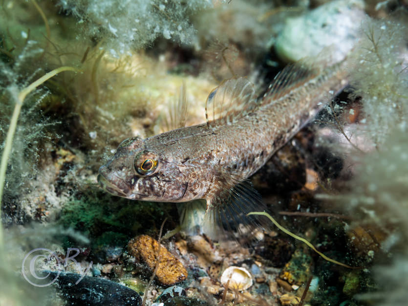 Gobius niger -- black goby