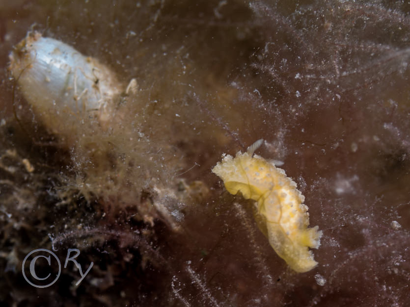 Onchidoris muricata