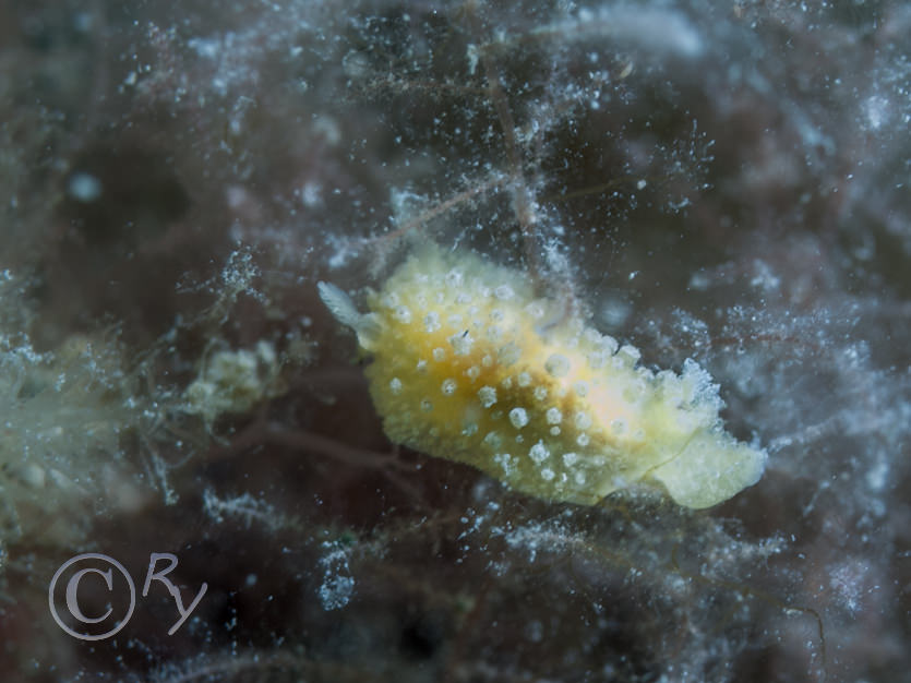 Onchidoris muricata