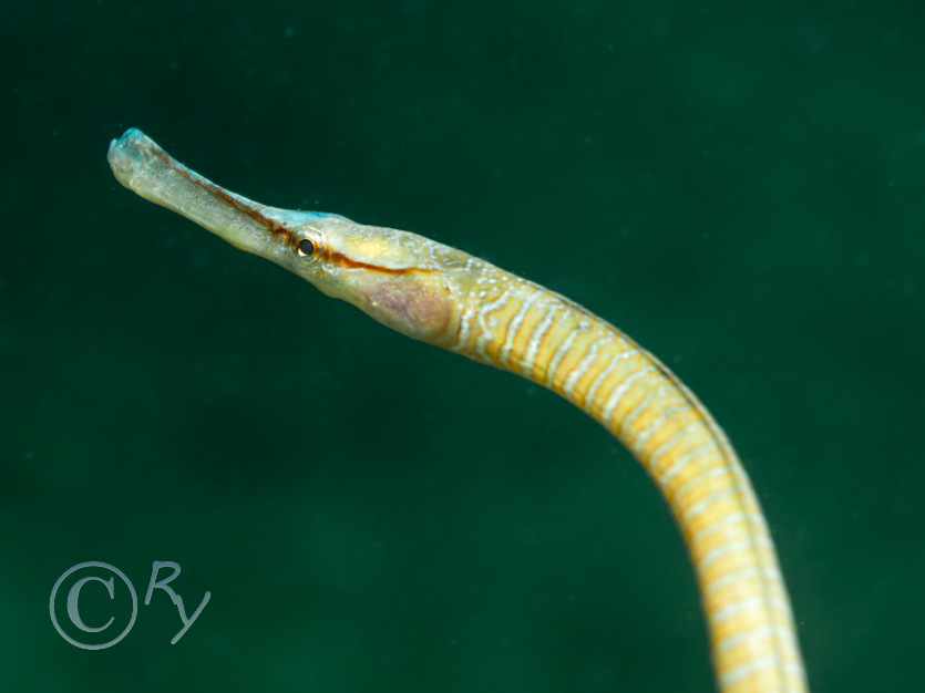 Entelurus aequoreus -- snake pipefish