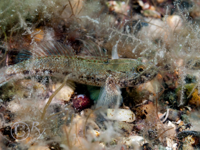 Gobius niger -- black goby