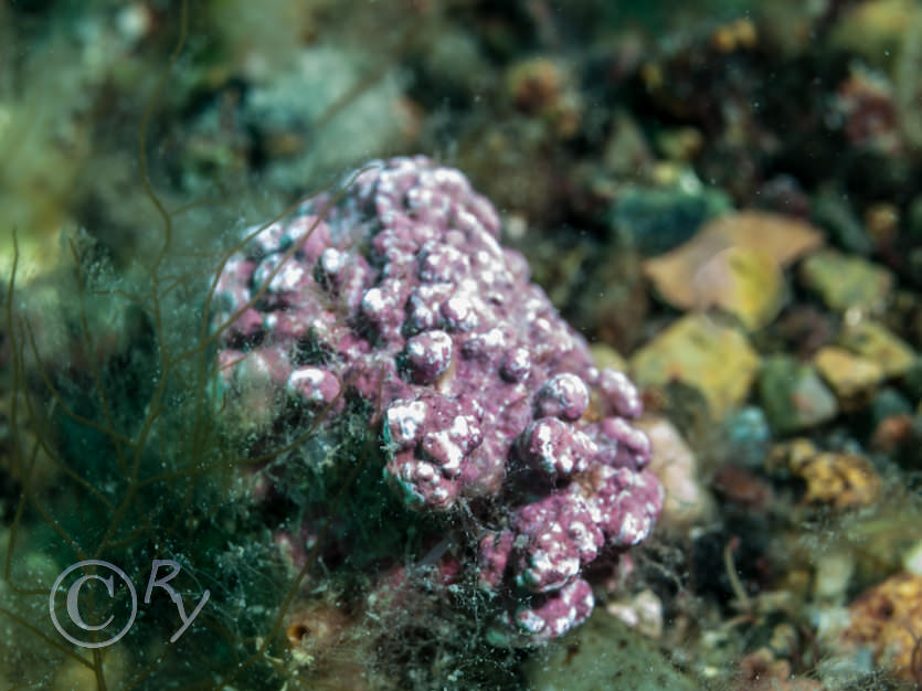 Pink encrusting algae