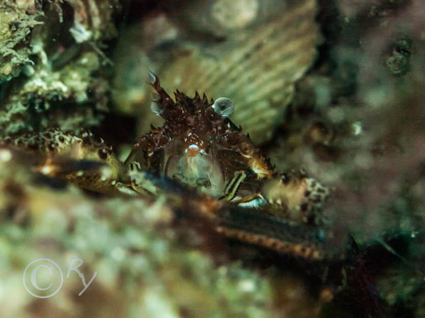 Galatheidae -- squat lobsters-not identified to species