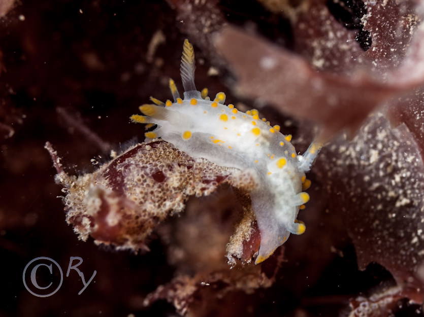 Limacia clavigera -- orange clubbed sea slug