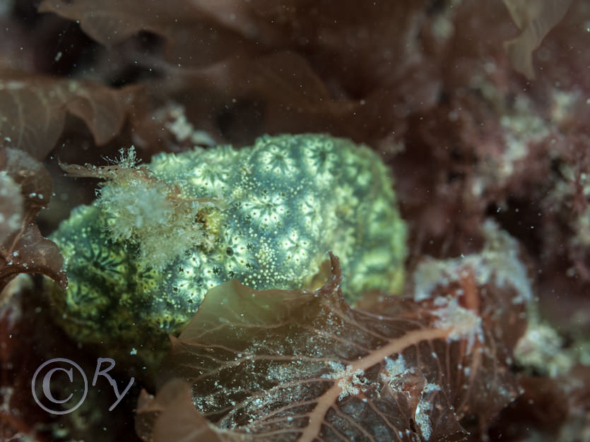 Botryllus schlosseii -- star sea squirt