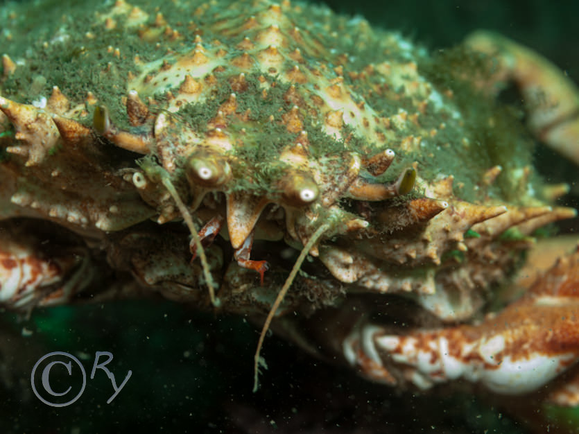 Maja squinado -- spiny spider crab