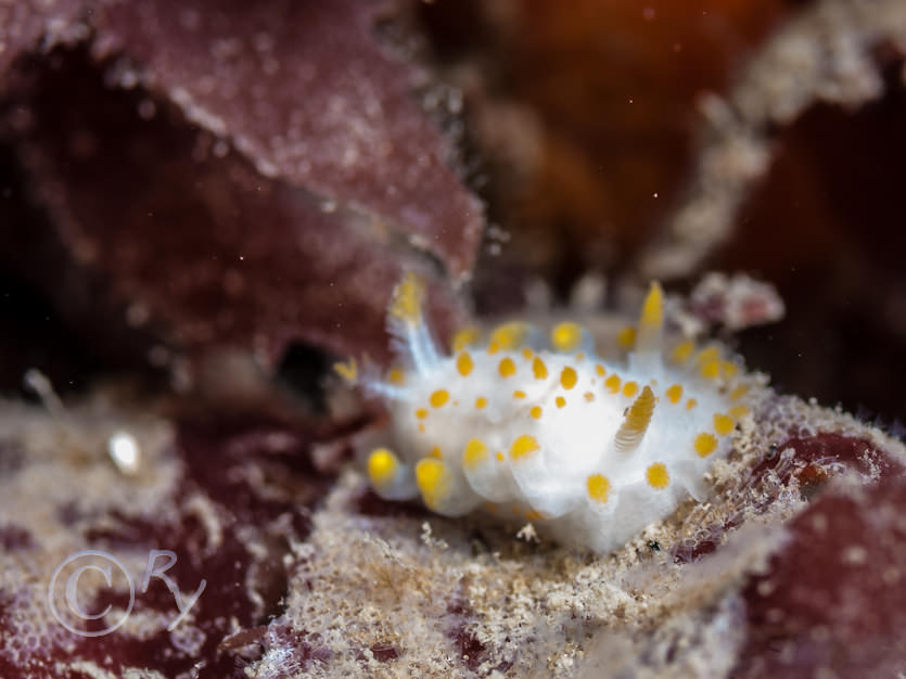 Limacia clavigera -- orange clubbed sea slug