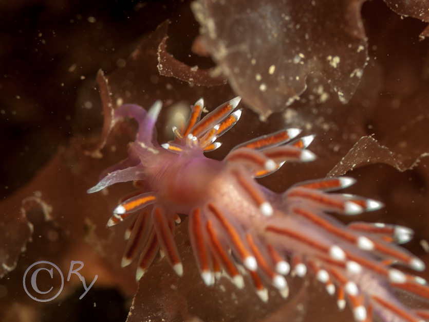 Flabellina pedata -- violet sea slug