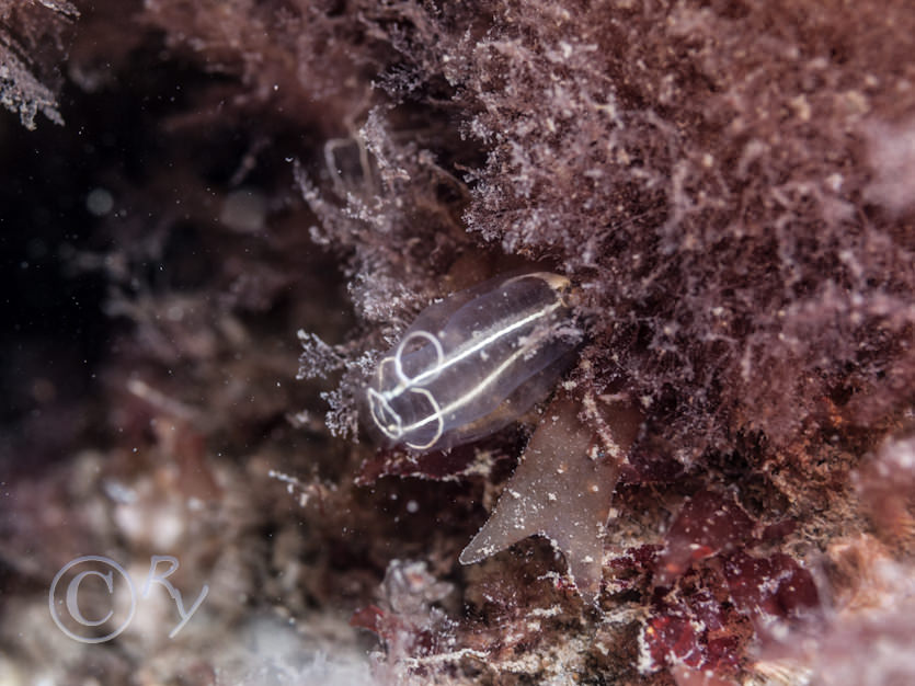 Clavelina lepadiformis -- light bulb sea squirt