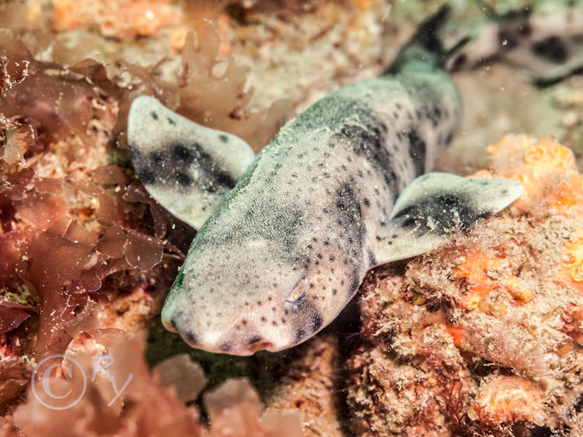 Scyliorhinus canicula -- smallspotted catshark