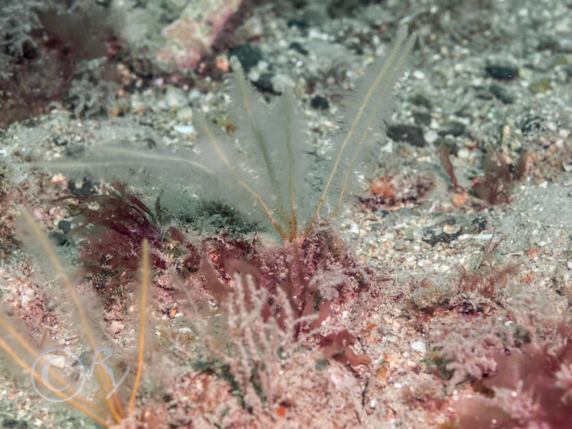 Nemertesia antennina -- antenna hydroid  sea beard