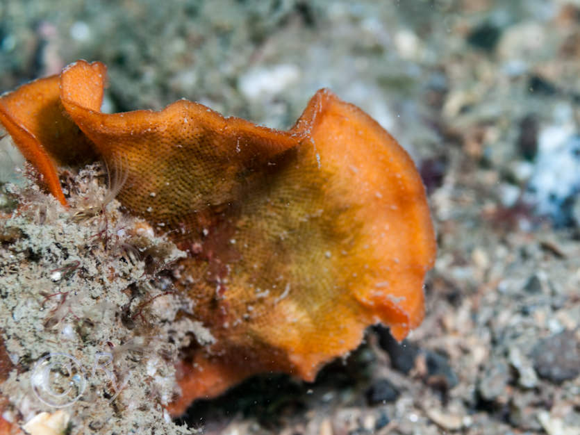 Pentapora foliacea -- potato crisp bryozoan