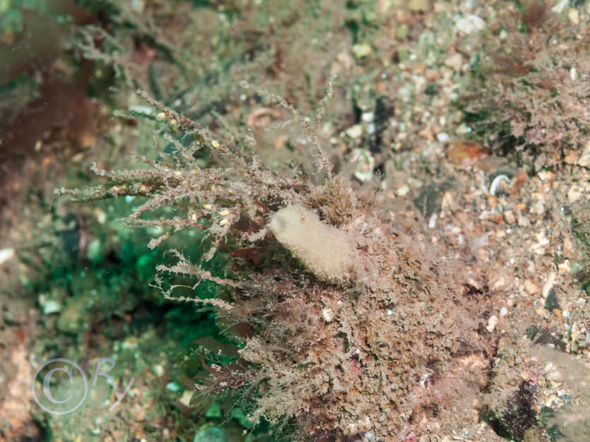 Scypha ciliata -- purse sponge