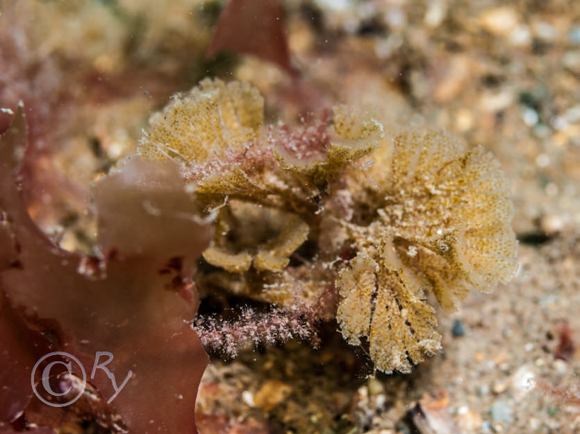 Bugula spp -- spiral bryozoans