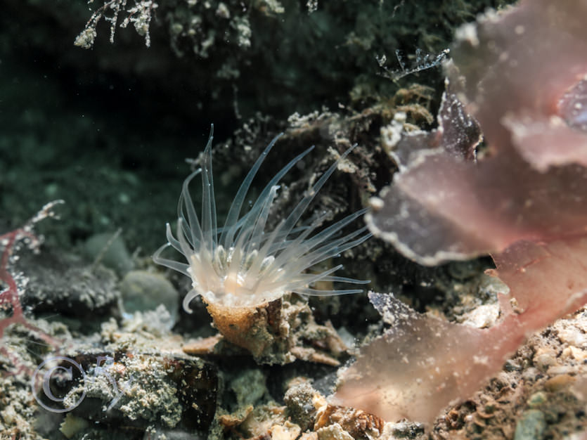 Epizoanthus couchii -- sandy creeplet