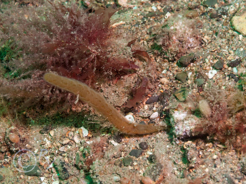 Alcyonidium diaphanum -- finger bryozoan  sea chervil