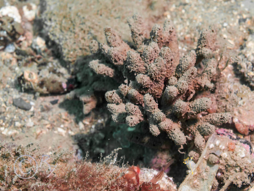 Raspailia ramosa -- choclate finger sponge