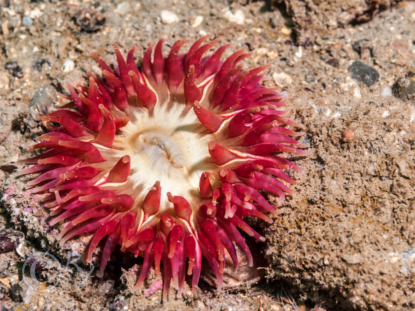 Urticina felina -- dahlia anemone