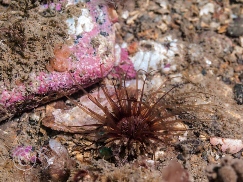 Cerianthus lloydii -- burrowing anemone