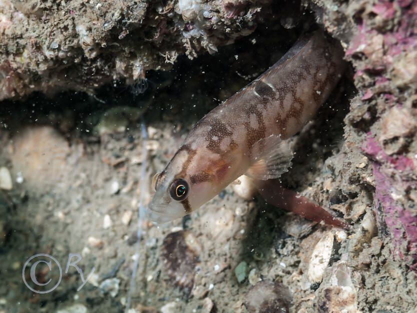 Pholis gunnelius -- butterfish