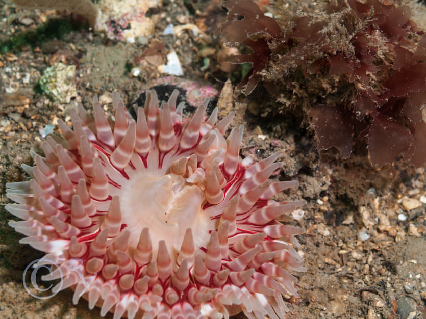 Urticina felina -- dahlia anemone