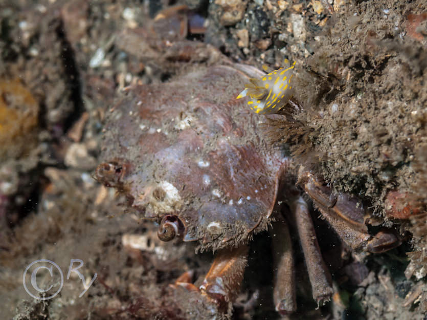 Liocarcinus depurator -- harbour crab, Polycera quadrilineata