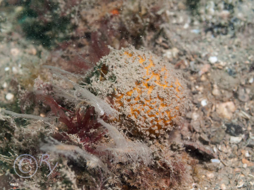 Tethya citrina  -- golf ball sponge