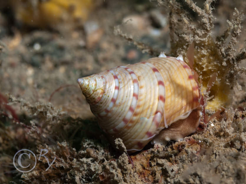 Calliostoma zizyphinum -- painted top shell  mermaid's nipples