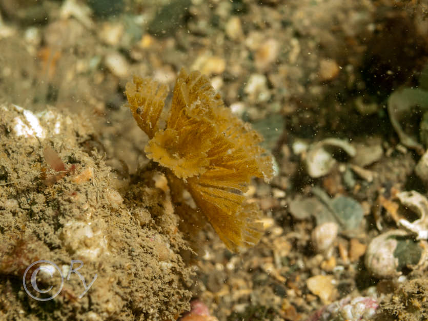 Bugula spp -- spiral bryozoans