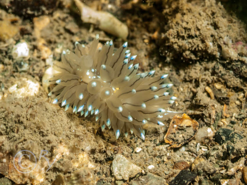 Hymedesmia crami, Janolus cristatus -- crystal sea slug