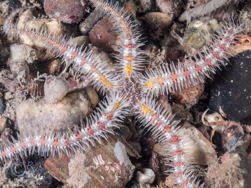 Ophiothrix fragilis -- common brittlestar