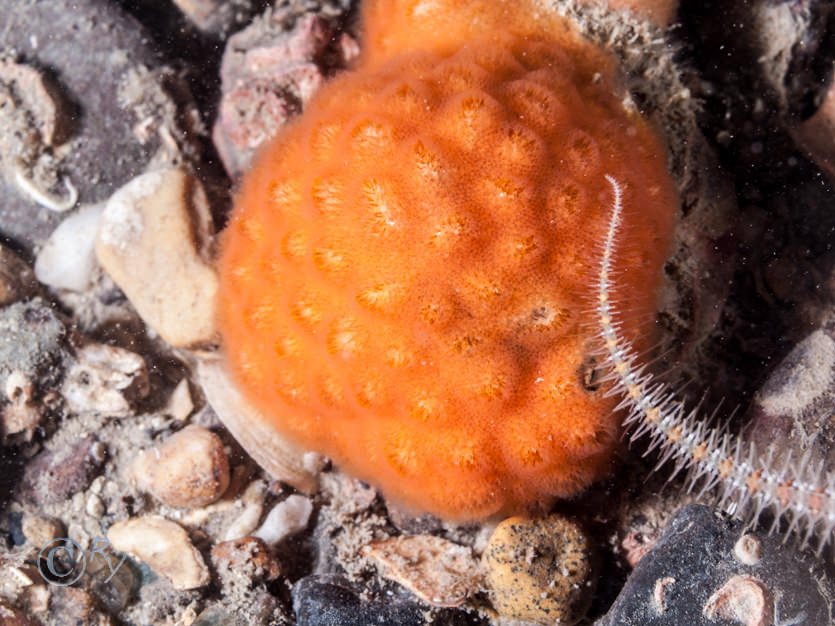 Cellepora pumicosa -- orange pumice bryozoan