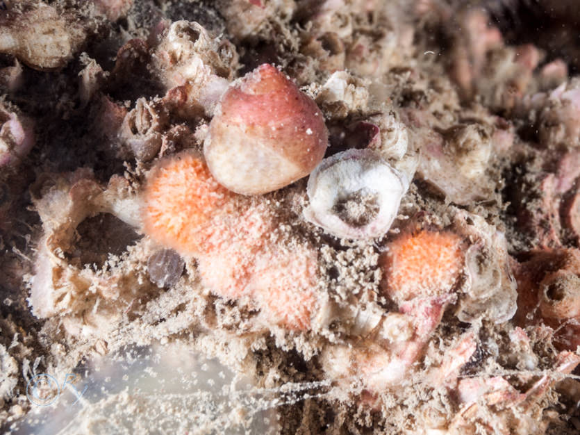 Balanus Sp., Cellepora pumicosa -- orange pumice bryozoan, Gibbula cineraria -- grey top shell, Plagioecia patina