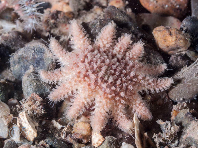 Crossaster papposus -- common sunstar