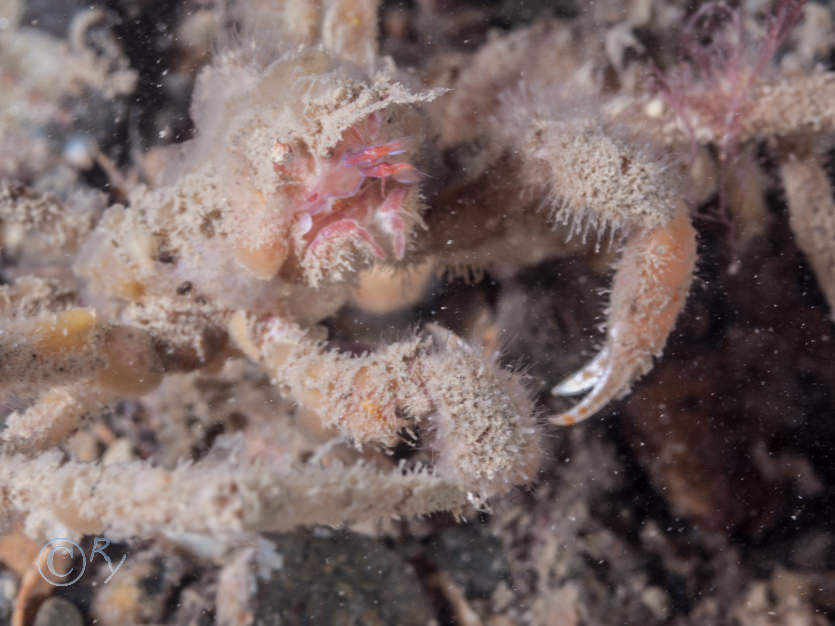 Macropodia spp. -- long legged spider crabs