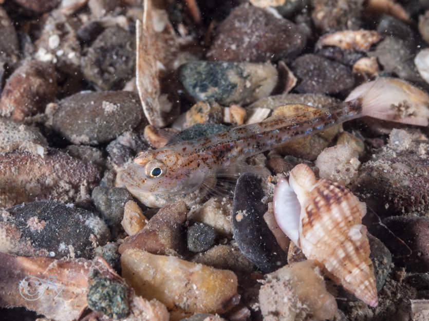 Gobiidae -- gobies not identified to species