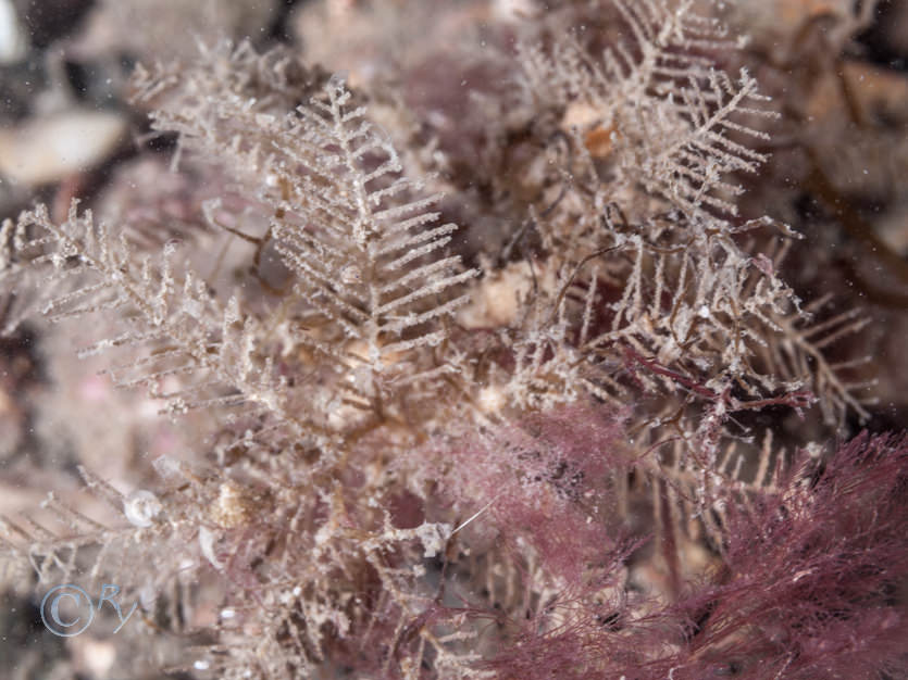 Hydrallmania falcata -- helter-skelter hydroid