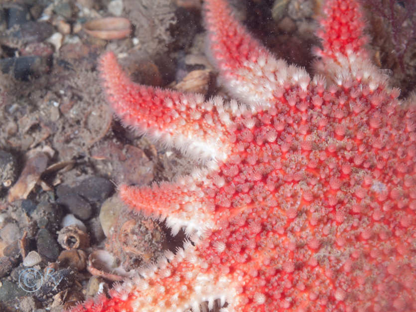 Crossaster papposus -- common sunstar