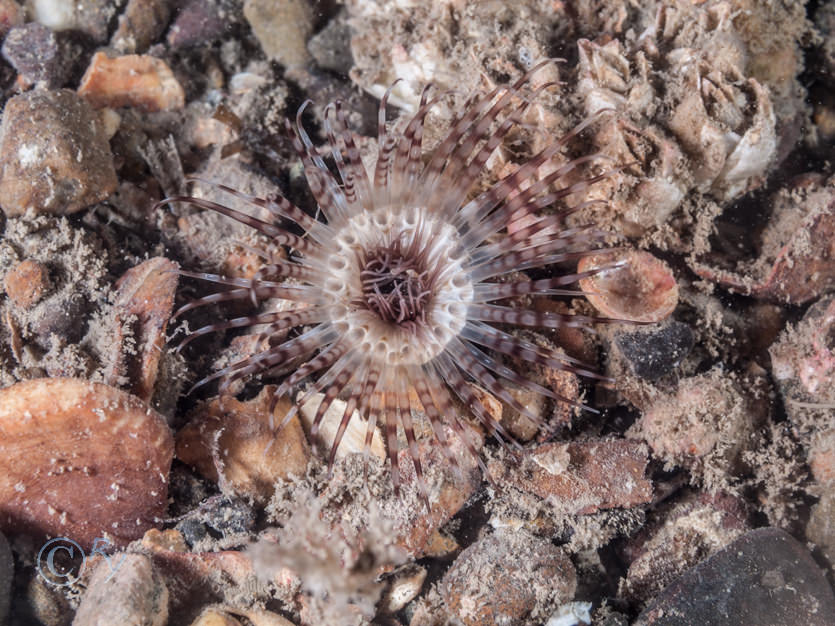 Cerianthus lloydii -- burrowing anemone