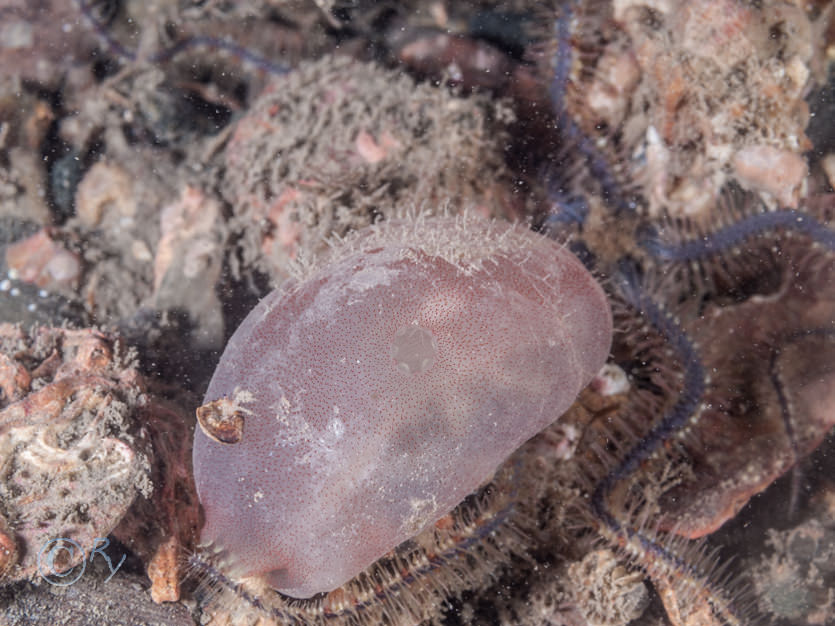 Ascidia mentula -- red sea squirt