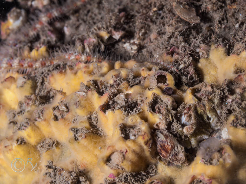 Halichondria panicea -- breadcrumb sponge